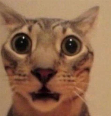 Shocked cat Blank Template - Imgflip