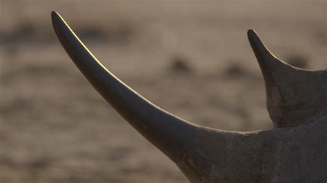 Anger and outrage over widespread rhino horn poaching | News | Al Jazeera