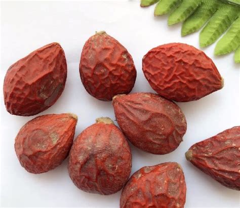 Sago Palm Seeds, Feature : Best quality products at Rs 130 / Pack in ...