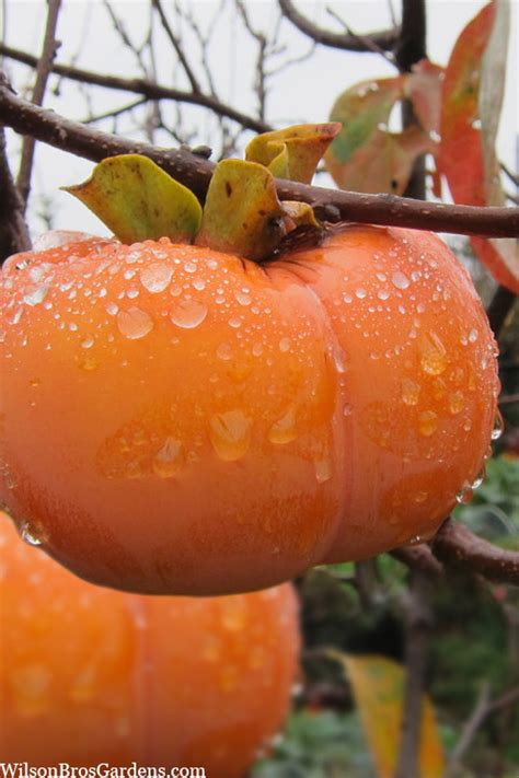 Buy Fuyu Japanese Persimmon Tree | FREE SHIPPING | Wilson Bros Gardens ...