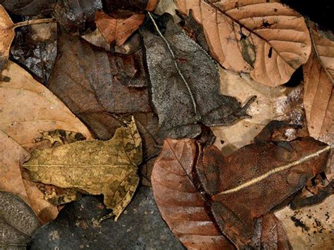 Animal Camouflage: Can you spot hidden animals in these photographs?