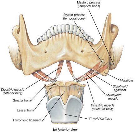 Axial Skeleton (Skull) | Dental anatomy, Medical anatomy, Human body ...