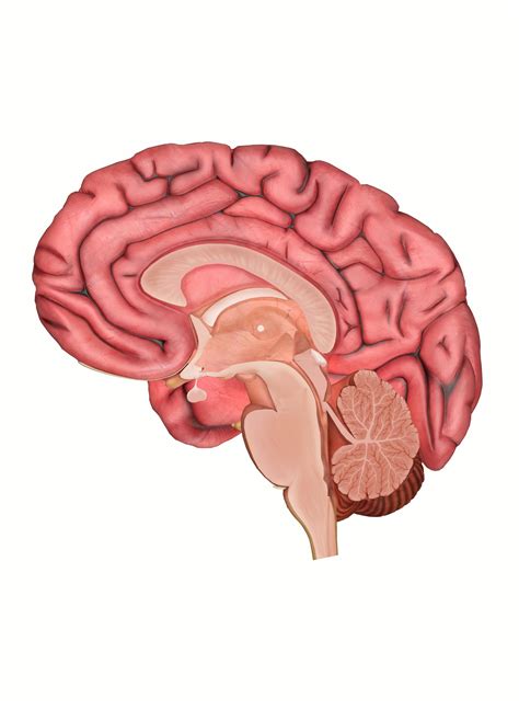 The Anatomy of the Human Brain: 3D Model