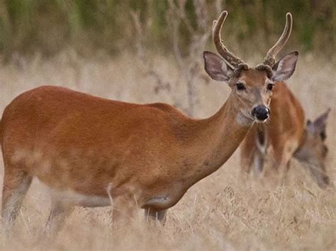 Female White Tailed Deer With Antlers