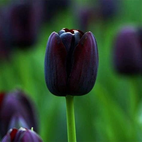 10 Jerusalem Tulip Bulbs Get 10 Huge Bulbs from our Iowa | Etsy