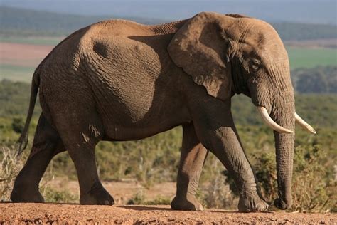 Comerciante Espinoso surf cuanto pesa la pata de un elefante Desilusión ...