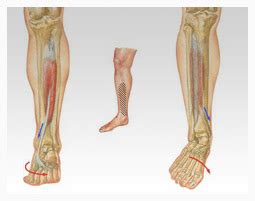 Periostitis (I): Symptoms and causes. - Trydoit