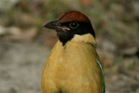 Birds - Pitta to pardalotes | gregclancyecologist