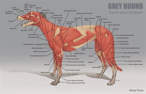 ArtStation - Animal Anatomy Charts, Alicia Poon Dog Anatomy, Muscle ...