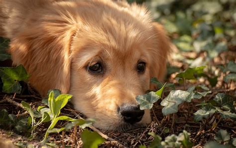 9 Mulch Alternatives for Dogs to Consider - Gardening Channel