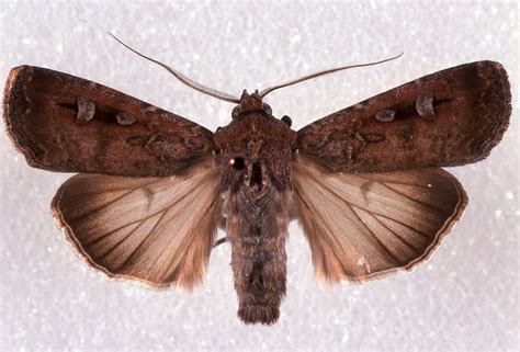 Once-plentiful Bogong moth added to global endangered species list ...