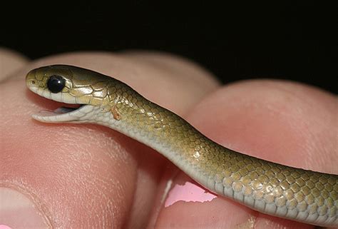 Sssssnakes! Cute Baby Snakes! - Baby Animal Zoo