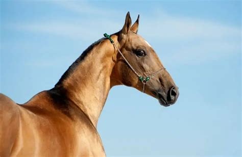 20 Prettiest Horse Breeds (With Pictures)