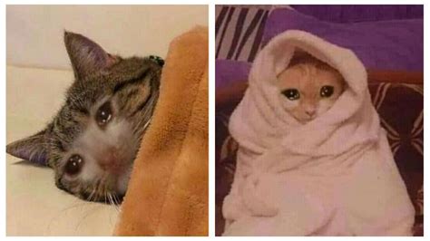 6 memes de gatos llorando para compartir en esos días de tristeza | Petlife