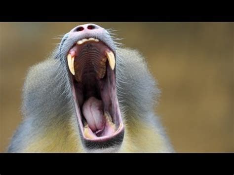 Researcher says monkey chatter sounds like human speech - YouTube