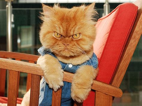 Hilarious photos of cats with VERY angry faces | Daily Mail Online