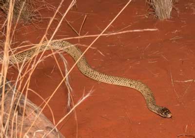 Mulga snake - Alice Springs Desert Park