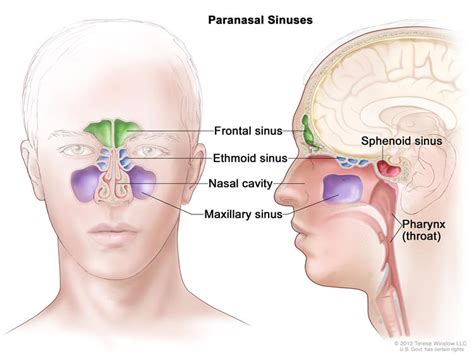 Sinuses: Endoscopic Sinus Surgery - MPENTA