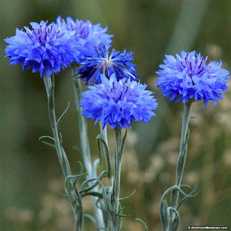 Bachelor’s Buttons Centaurea – Urban Seedling