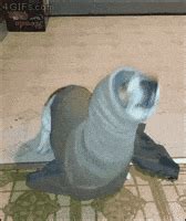 Clapping Seals GIFs - Find & Share on GIPHY