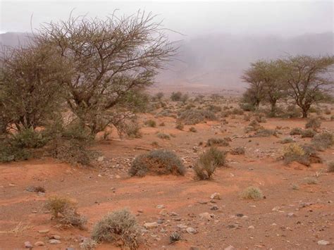 Sideroxylon spinosum - Biodiversité végétale du sud-ouest marocain