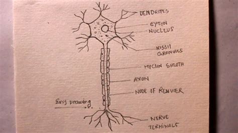 44 DRAW A LEVEL DIAGRAM OF NEURON - DiagramLevel