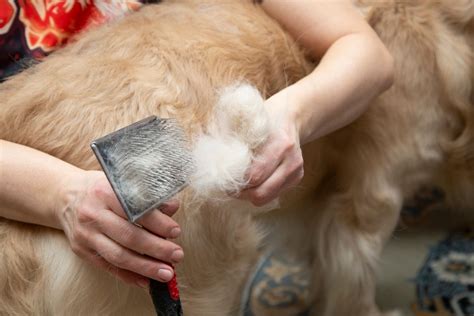 DETANGLING Severely Matted Dog Hair - Groomers' Land