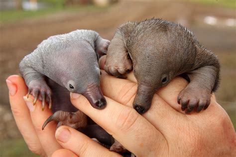 Puggles on plates help save species - Australian Geographic