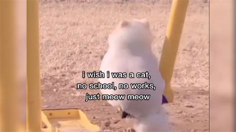 I Wish I Was a Cat, No School, No Works, Just Meow Meow | Know Your Meme