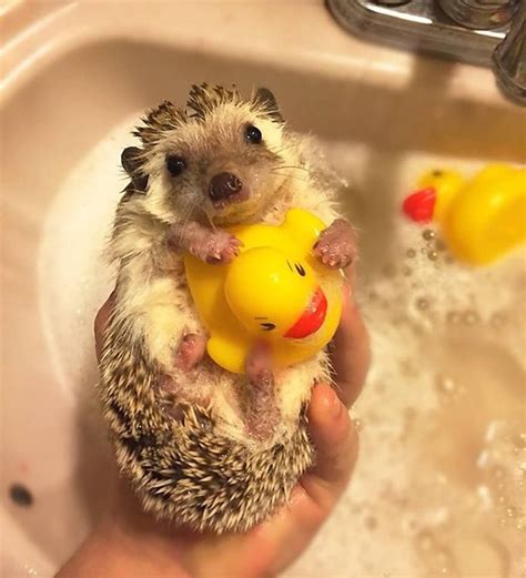 Dis My Rubber Ducky... : r/Hedgehogs