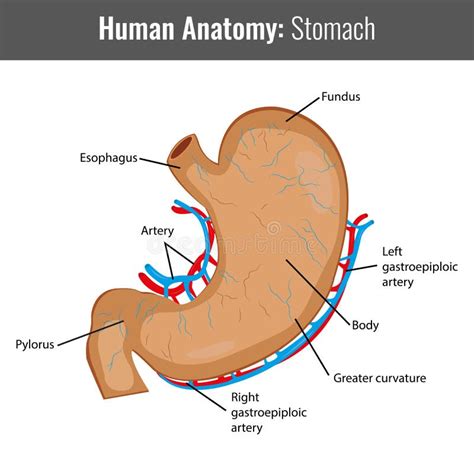 Menselijke Maag Gedetailleerde Anatomie Medische Vector Vector ...