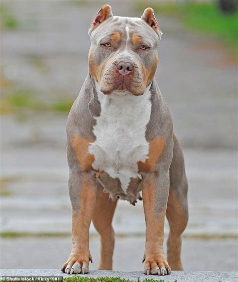 I created the XL Bully to be docile - blame greedy breeders for making ...