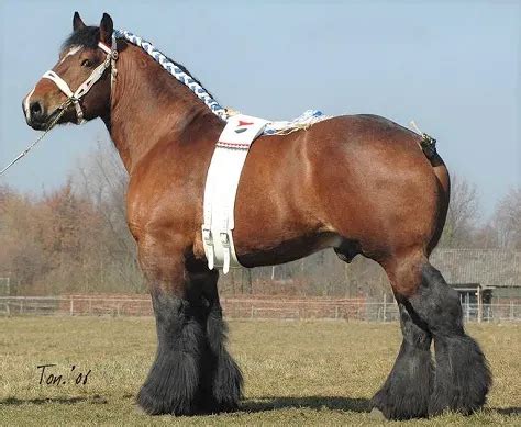 Look!!! Here're the world's six strongest breeds of horses