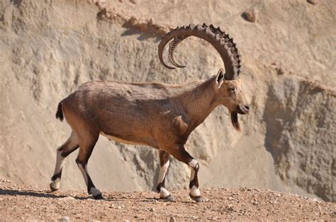 Pin on African Continent | Goats, Ibex, Anglo nubian goats