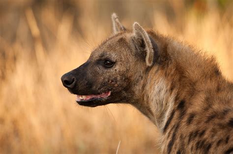 Spotted Hyena Mashatu hunting | Hyena, Nature animals, Hunting