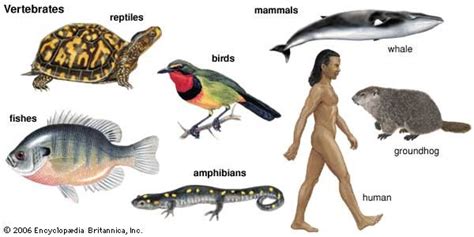 Vertebrates - Study Material for NEET (AIPMT) & Medical Exams | askIITians