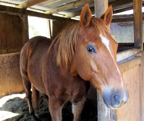 The Equine Circulatory System – Just for my Horse