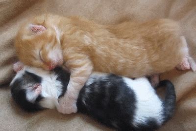 Tired Cat GIF - Find & Share on GIPHY