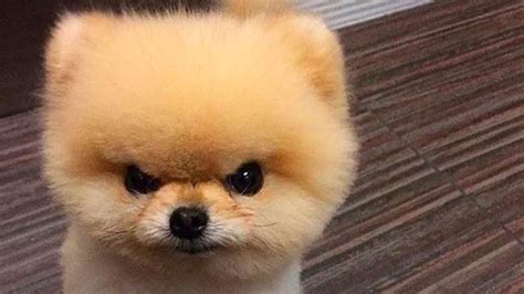 Angry Dog