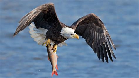 Vermont Peregrine Falcon and Bald Eagle Monitoring | Audubon Vermont