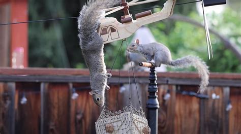 Former NASA Engineer Dedicates His Time to Annoying Squirrels ...