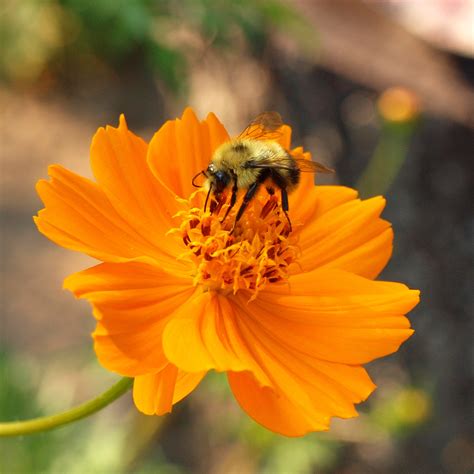 Bee On Flower Free Stock Photo - Public Domain Pictures