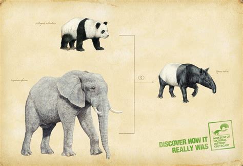 April Fools Tapir Evolutionary Tree | História natural, Museu ...