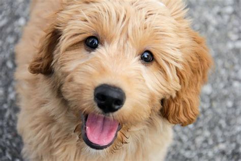 8 Amazing Facts About The Miniature Goldendoodle - Fumi Pets | 2024