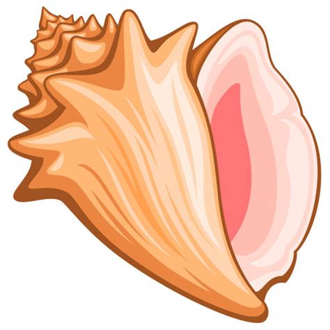 clip art shell 20 free Cliparts | Download images on Clipground 2024