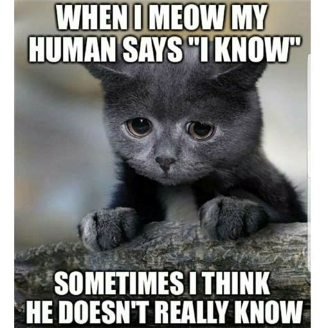 100+ Funny Cat Memes That Will Make You Laugh Uncontrollably | GEEKS ON ...