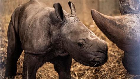 White Baby Rhino Born in Copenhagen Zoo - foto En.tempo.co