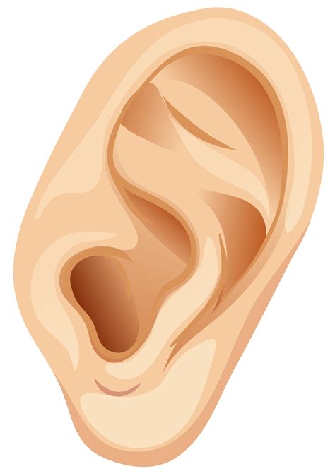 ear clipart | Mega Wallpapers