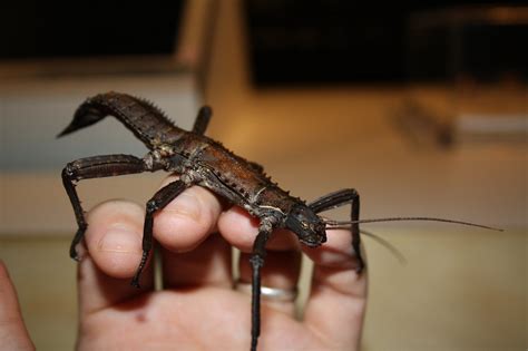 Leaf and Stick Insects: Order Phasmatodea - The Australian Museum