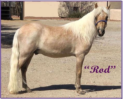 Rod" Fancy Palomino Mini